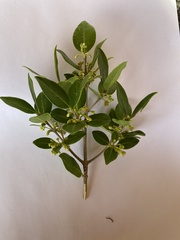 Chionanthus