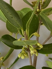 Chionanthus