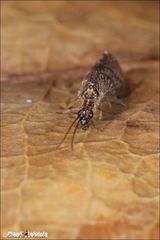 Sympherobius luqueti