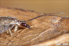 Sympherobius luqueti