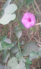Ipomoea