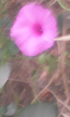 Ipomoea
