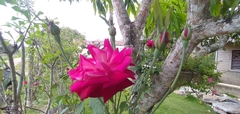 Rosa