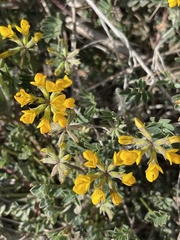Hippocrepis