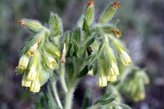Onosma tricerosperma