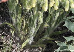 Onosma tricerosperma