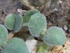 Onosma tricerosperma