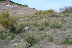 Onosma tricerosperma