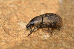 Barynotus obscurus