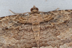 Austrocidaria