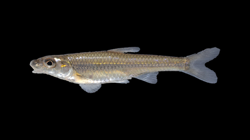 Silverjaw Minnow