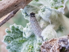Muschampia baeticus