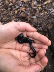 Plethodon glutinosus