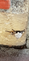 Hypercompe