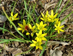 Gagea pusilla