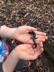 Plethodon glutinosus