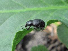 Psallidium maxillosum