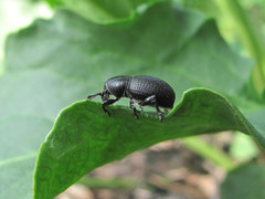 Psallidium maxillosum