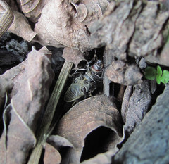 Psallidium maxillosum