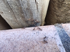 Nylanderia jaegerskioeldi