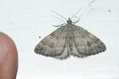 Helastia corcularia