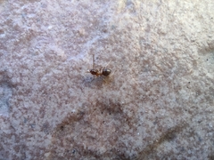 Nylanderia jaegerskioeldi