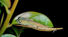 Anolis distichus