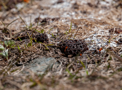 Pseudombrophila guldeniae