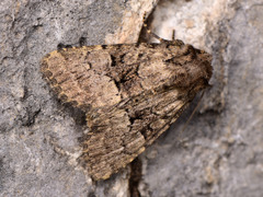 Clemathada calberlai