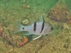 Apogonichthyoides pseudotaeniatus