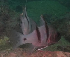 Apogonichthyoides pseudotaeniatus