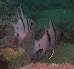 Apogonichthyoides pseudotaeniatus