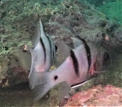 Apogonichthyoides pseudotaeniatus