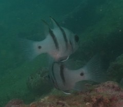 Apogonichthyoides pseudotaeniatus