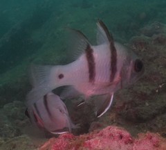 Apogonichthyoides pseudotaeniatus