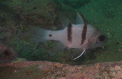 Apogonichthyoides pseudotaeniatus