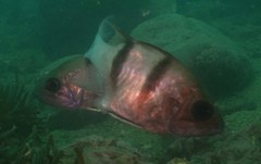 Apogonichthyoides pseudotaeniatus