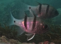 Apogonichthyoides pseudotaeniatus