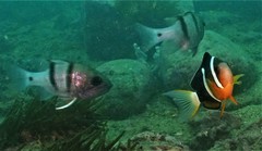 Apogonichthyoides pseudotaeniatus