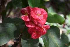 Euphorbia milii