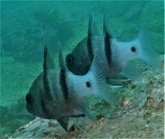 Apogonichthyoides pseudotaeniatus