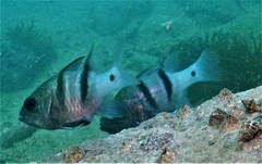 Apogonichthyoides pseudotaeniatus