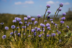 Globularia alypum