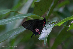 Parides tros