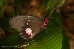 Parides anchises