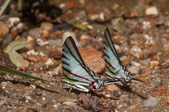 Protesilaus protesilaus