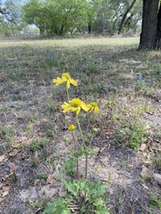 Tetragonotheca repanda