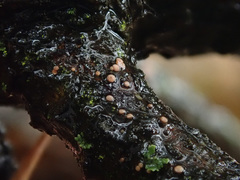 Pezicula eucrita