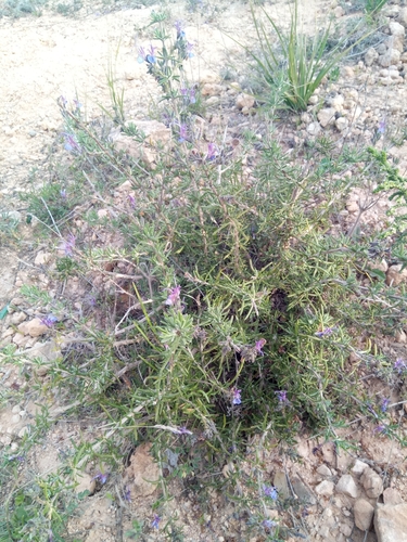 Image of Salvia jordanii by (c) Karim Haddad, some rights reserved (CC BY)