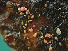 Pezicula eucrita